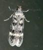 Bryotropha sp.